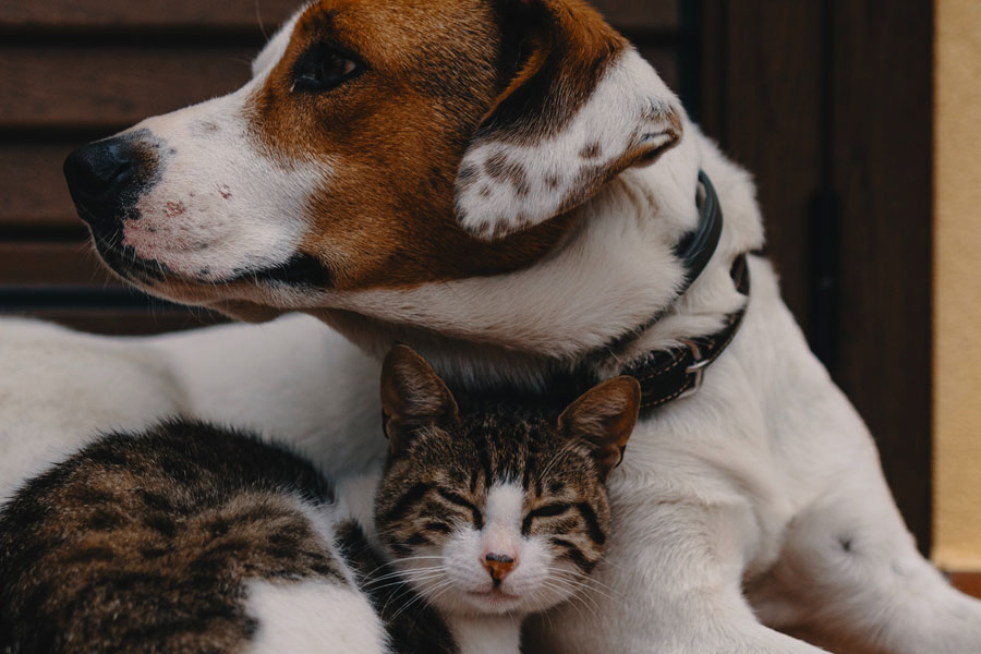 cat snuggled into dog