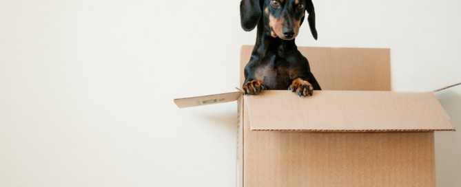 Dachshund in cardboard box