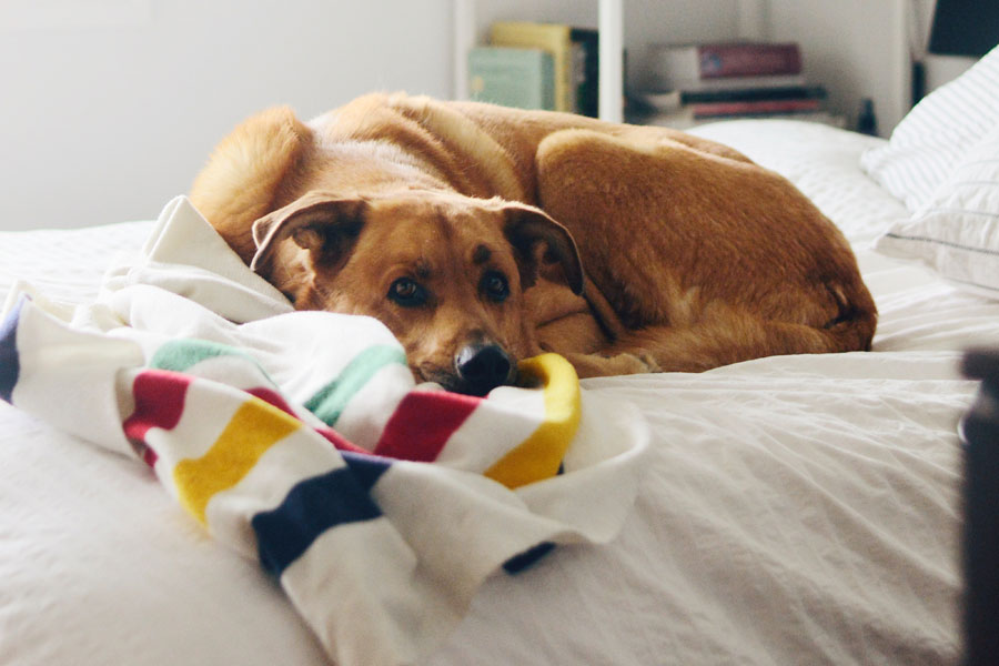 dog lying on bed, dog health problems