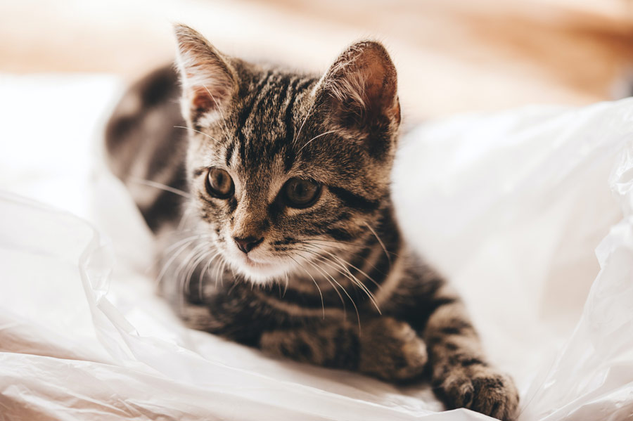 black and grey kitten