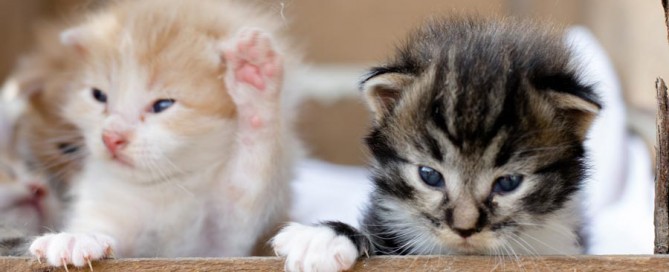 two kittens in a wooden box, avoiding pet scame