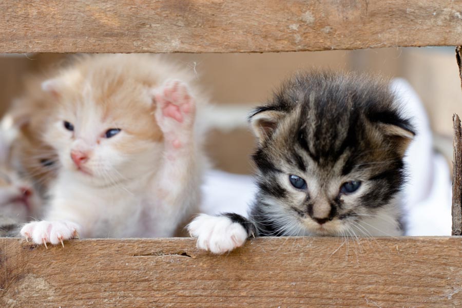 two kittens in a wooden box, avoiding pet scame