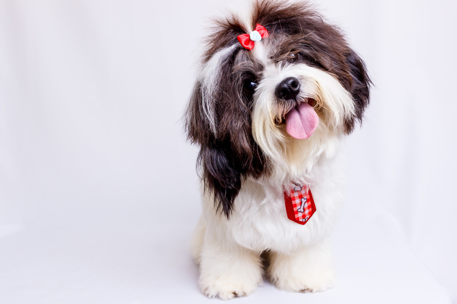 cute little dog wearing bow in hair and a tie