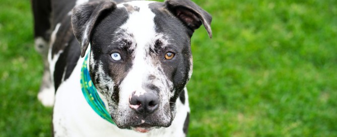 mixed breed dog, national mutt day