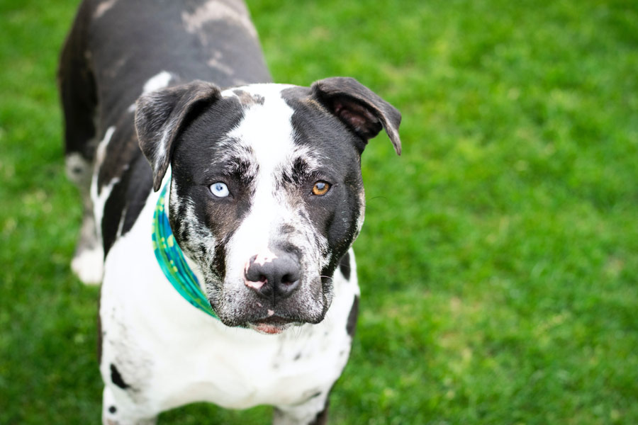 mixed breed dog, national mutt day