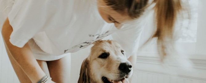 golden retriever being bathed, pet grooming