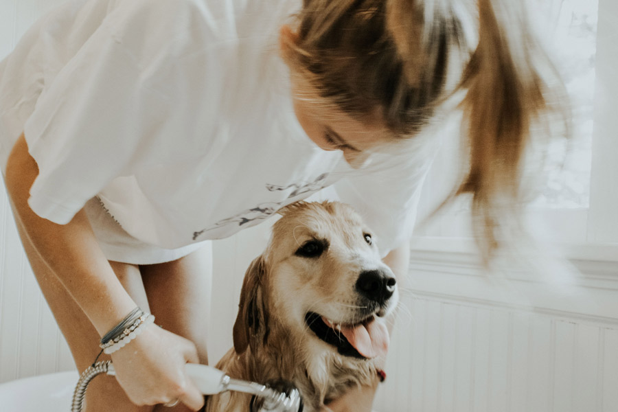 golden retriever being bathed, pet grooming