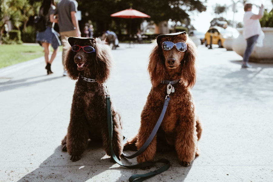 dogs wearing caps and sunglasses