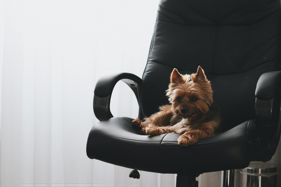 yorkshire terrier sat on office chair