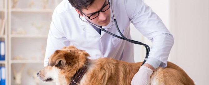 dog having a veterinary exam