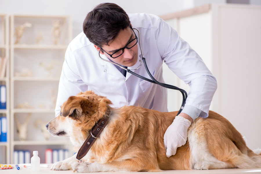 dog having a veterinary exam