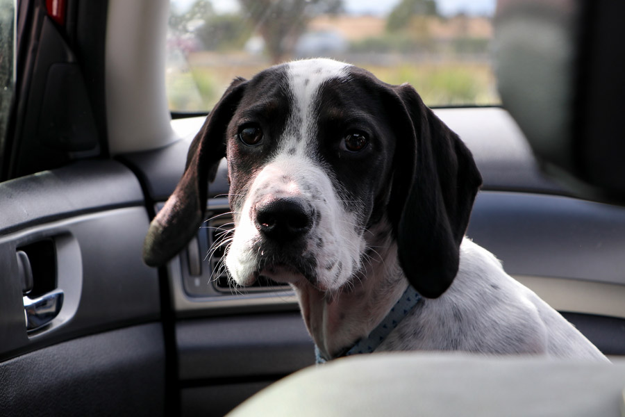 dog in the car, dog fears of travel