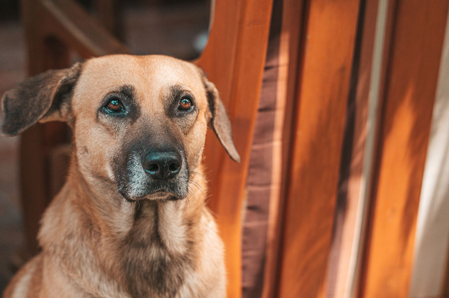 old brown dog