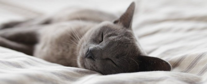 Russian Grey Cat sleeping, cat health concerns