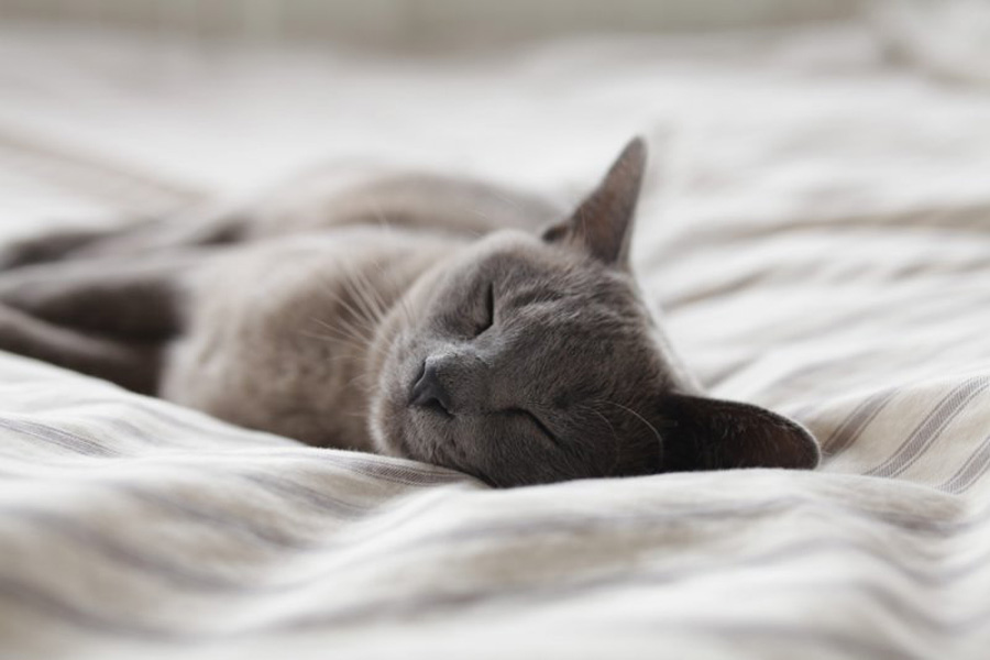 Russian Grey Cat sleeping, cat health concerns