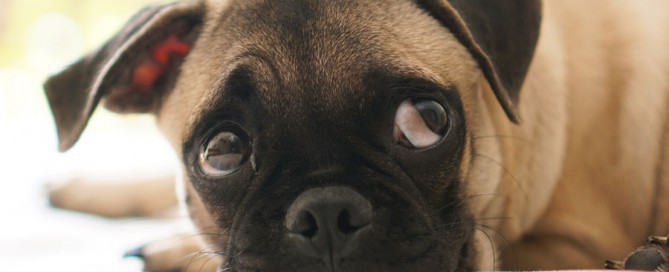 pug looking frightened, dog fears