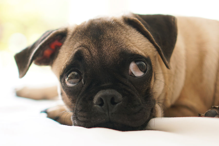 pug looking frightened, dog fears