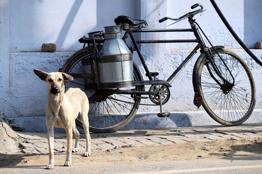 stray dog on the street