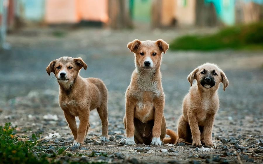 three stray dogs on the street, global attitudes towards dogs