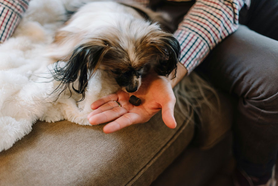 dog eating pet treat