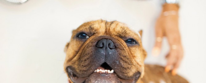 dog grooming, staffy being bathed