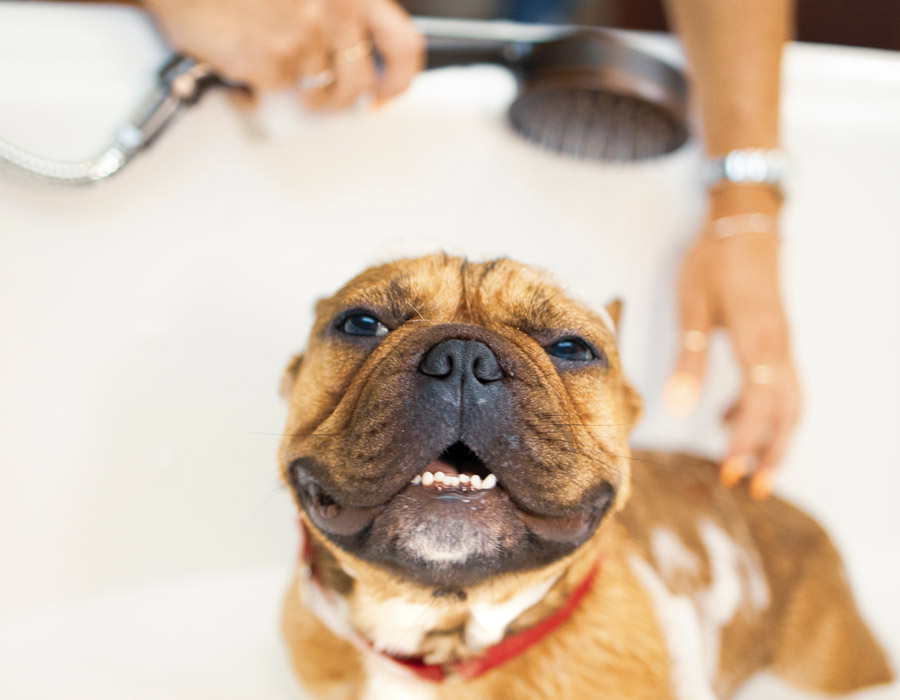 dog grooming, staffy being bathed