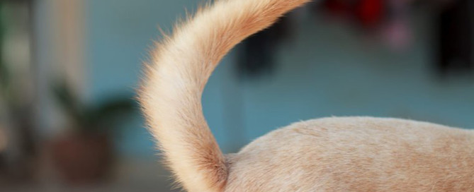 close-up dog's tail