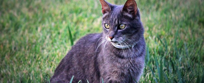 cat outdoors, heartworm in cats
