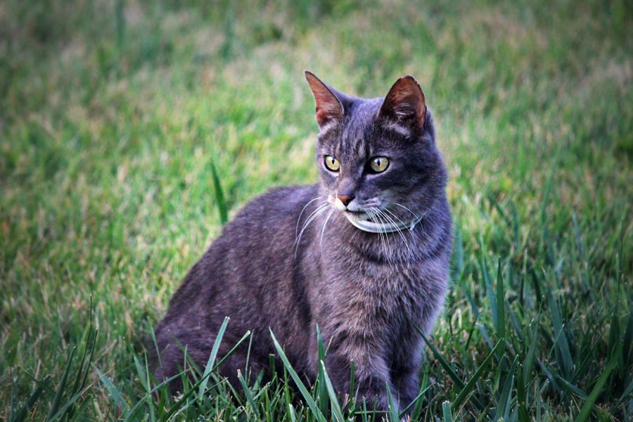 cat outdoors, heartworm in cats