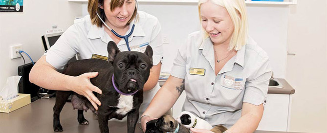 vets in a veterinary practice