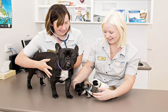 vets in a veterinary practice