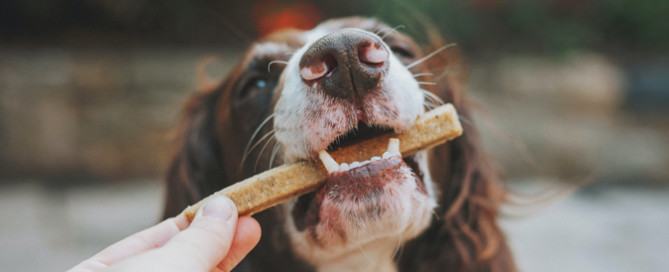 dog with pet treat, spaniel