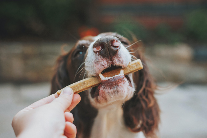 dog with pet treat, spaniel