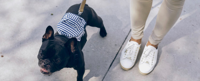 Staffordshire bull terrier on lead