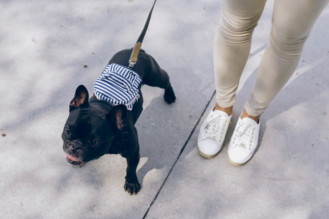 Staffordshire bull terrier on lead