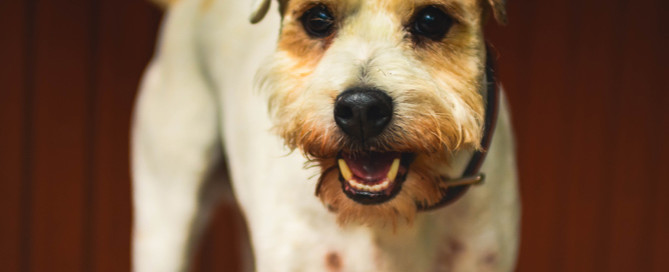 border terrier, straight tail, dog tail wagging