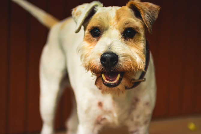 border terrier, straight tail, dog tail wagging