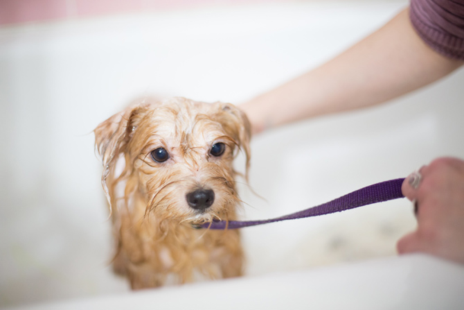 dog in bath, dog grooming insurance