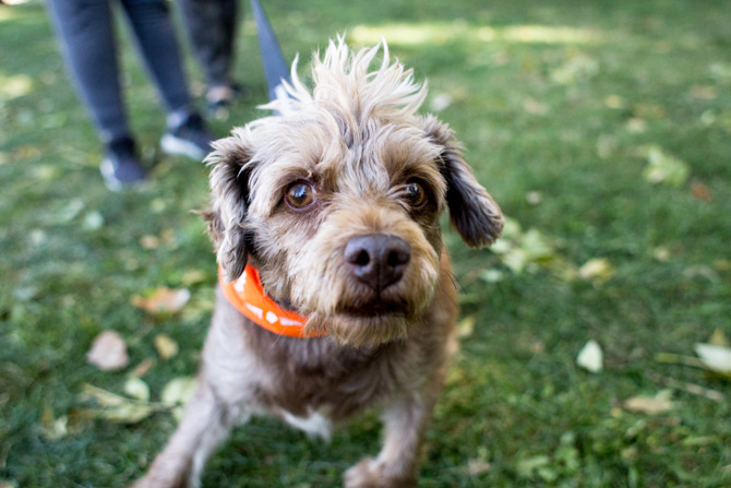 small brown dog on lead, dog walking insurance