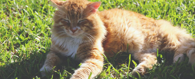 Orange cat lying in the sun, heatstroke in cats