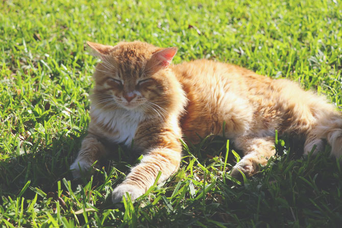 Orange cat lying in the sun, heatstroke in cats