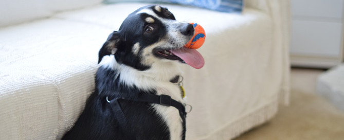 black and white dog with ball, pet care