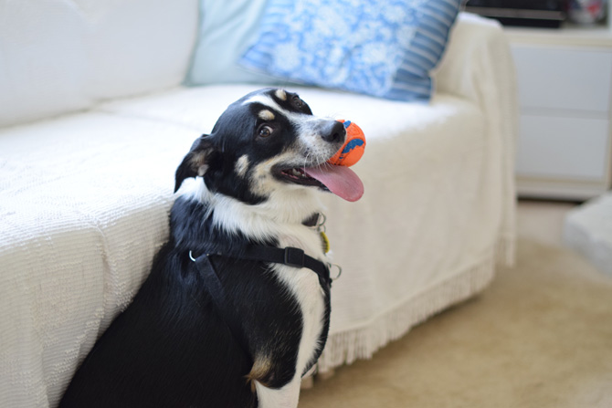 black and white dog with ball, pet care