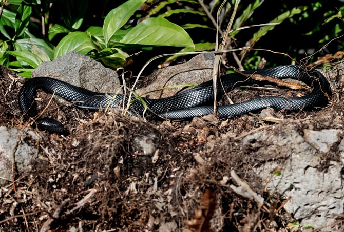 Avoiding snake bites in dogs - PetProfessional