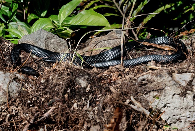 Black snake, snake bites in dogs