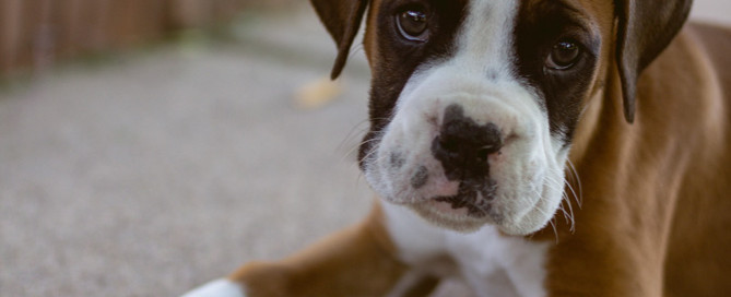 boxer puppy, canine parvovirus