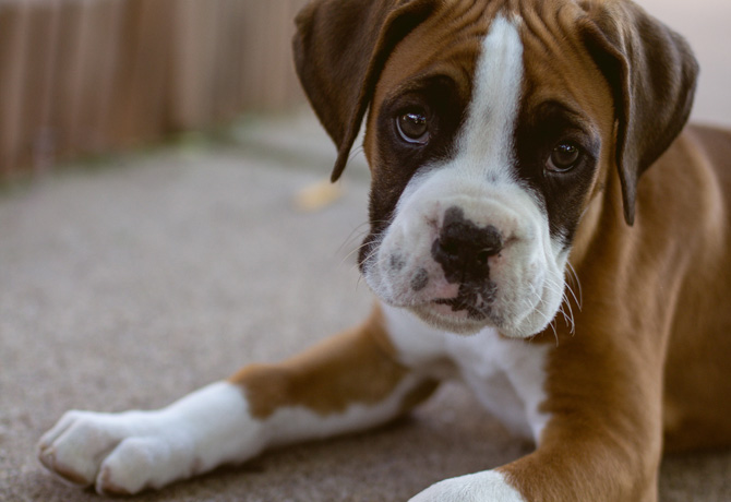 boxer puppy, canine parvovirus