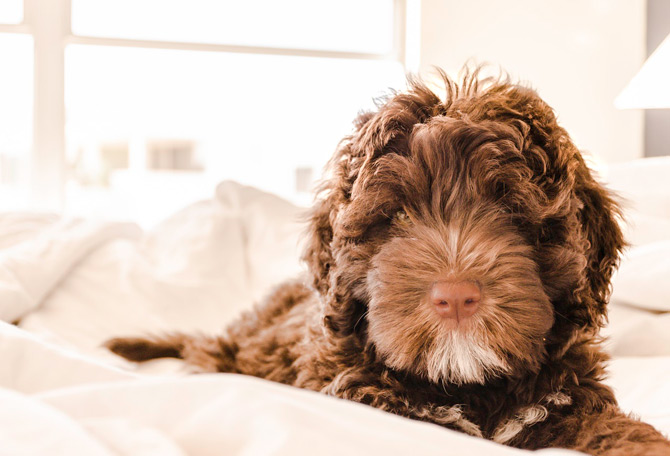 Brown, curly-haired dog. Meaning of dog barks