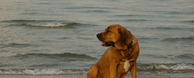 dog at the beach, senior pet safety in summer