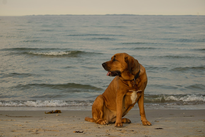 dog at the beach, senior pet safety in summer